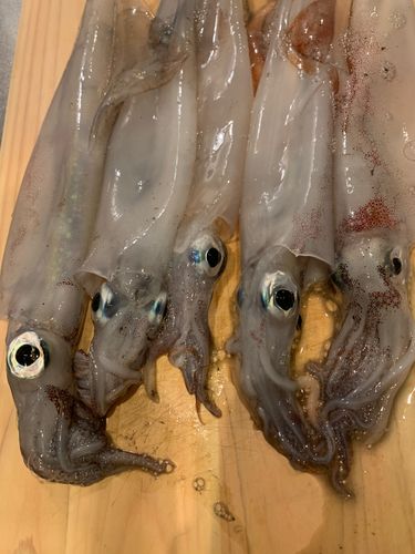 ヤリイカの釣果