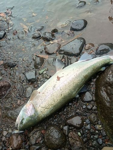 ニジマスの釣果