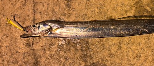 タチウオの釣果