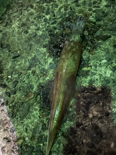 ヤリイカの釣果