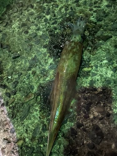 ヤリイカの釣果