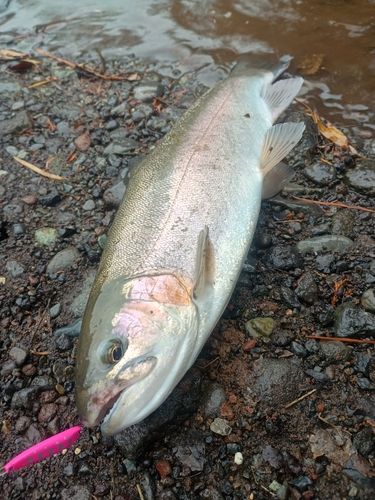 ニジマスの釣果