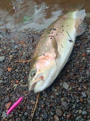 ニジマスの釣果