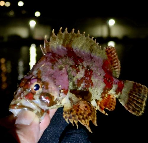 ヨロイメバルの釣果