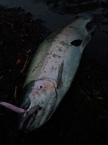 ニジマスの釣果