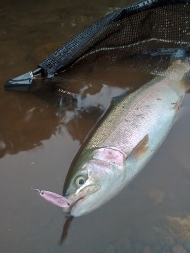 ニジマスの釣果
