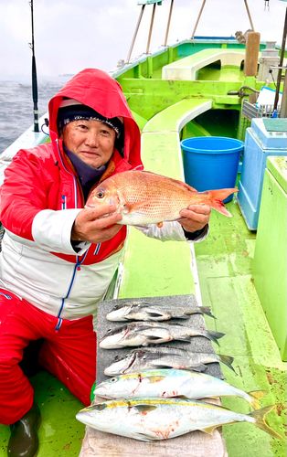 マダイの釣果