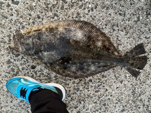 ヒラメの釣果