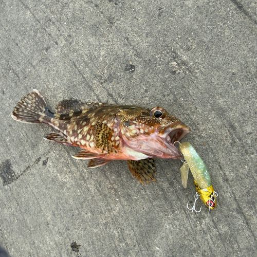 アラカブの釣果