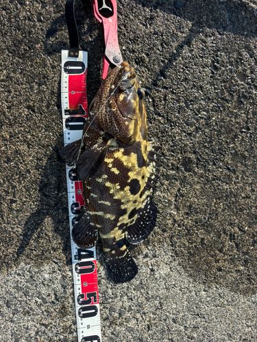 マダラハタの釣果