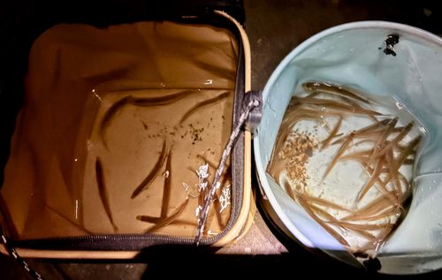 ワカサギの釣果