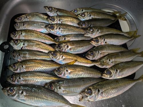 アジの釣果