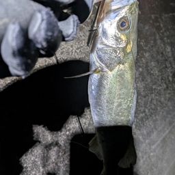 セイゴ（マルスズキ）