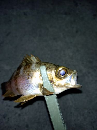 アカメバルの釣果