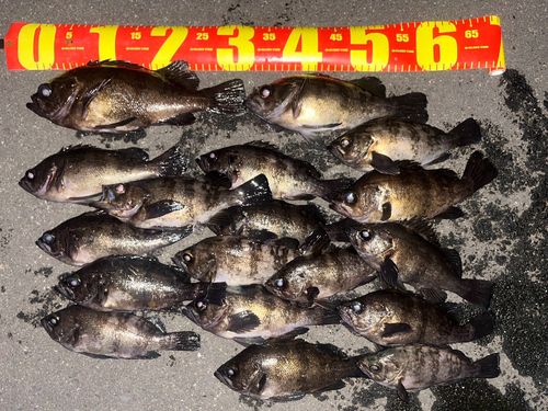 メバルの釣果
