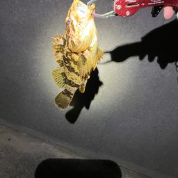 タケノコメバル