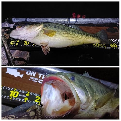 ブラックバスの釣果