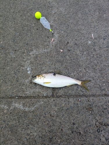 コノシロの釣果