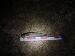 ニホンナマズの釣果