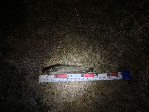 ニホンナマズの釣果