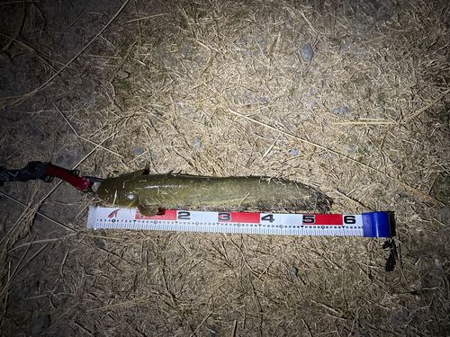 ニホンナマズの釣果