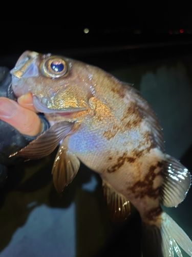 金沢水際線緑地（福浦岸壁）