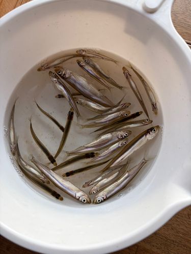 ワカサギの釣果