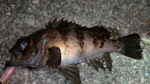 メバルの釣果