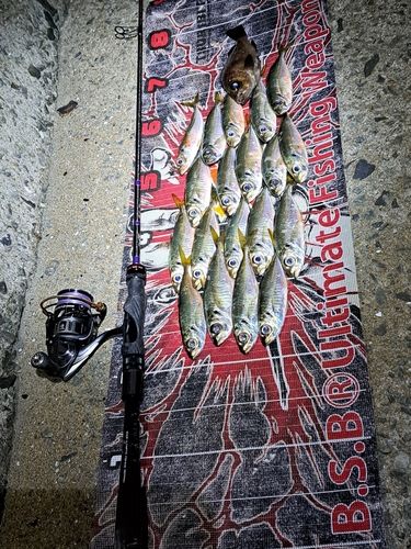 マアジの釣果