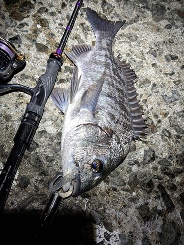 チヌの釣果