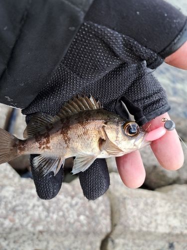 メバルの釣果