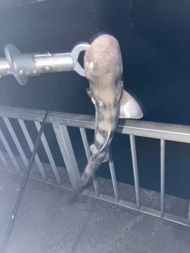 千葉港中央埠頭