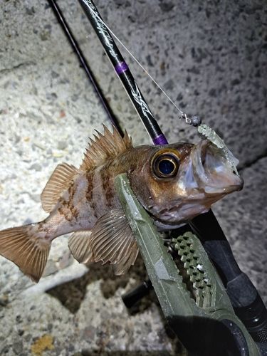 大村湾（北部）