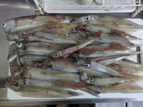 ヤリイカの釣果