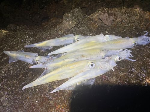 ヤリイカの釣果