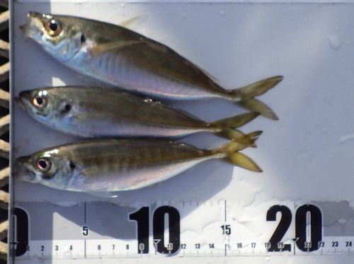 磯子海づり施設