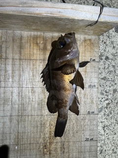 シロメバルの釣果