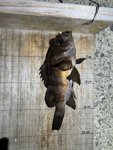 シロメバルの釣果