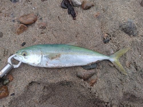 ツバイソの釣果
