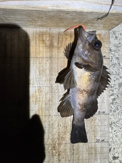シロメバルの釣果