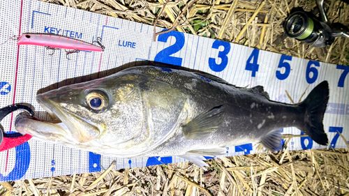 シーバスの釣果
