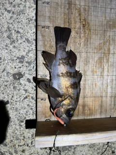 シロメバルの釣果