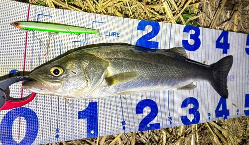 シーバスの釣果