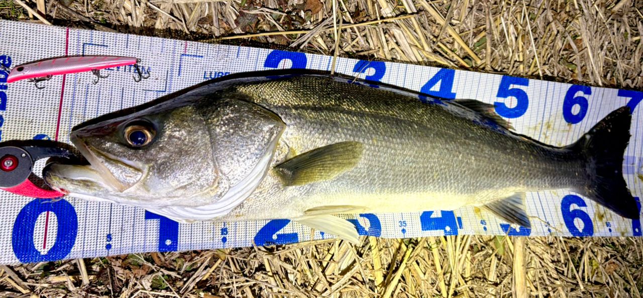 SHIMANO 19エンカウンター S96MLの最安値・インプレ・釣果 | 本音の