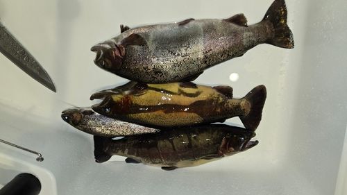 ホウライマスの釣果