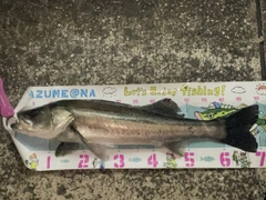 シーバスの釣果