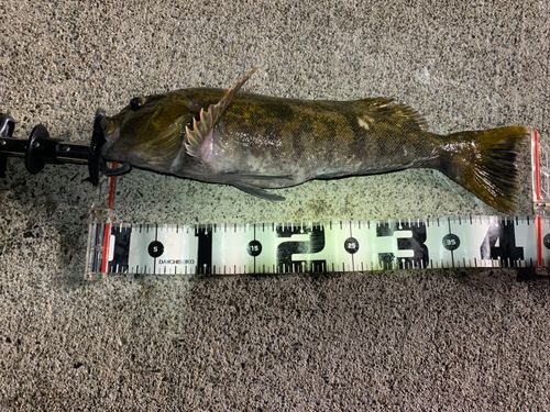 クロソイの釣果