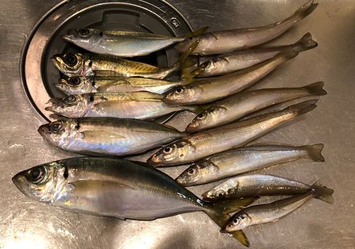 本牧海づり施設