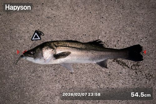 シーバスの釣果