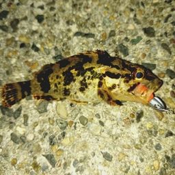 タケノコメバル